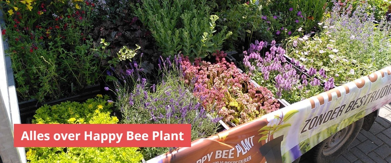 Happy Bee Plant